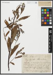 Foto von Salix alba L.